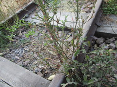 Dicliptera peduncularis