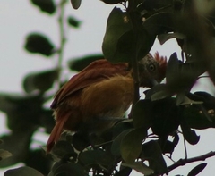 Thamnophilus doliatus