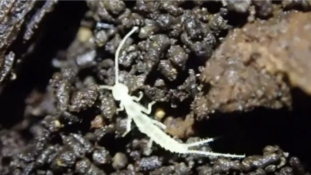 Haplocampa wagnelli