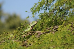 Iguana iguana