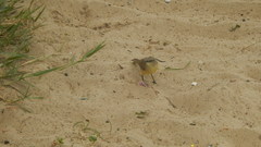 Machetornis rixosa