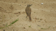 Machetornis rixosa