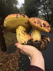 Butyriboletus querciregius