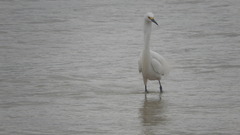 Egretta thula