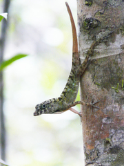 Anolis rubribarbus