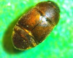 Colopterus truncatus