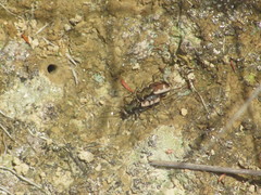 Neocicindela latecincta