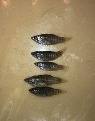 Fundulus xenicus