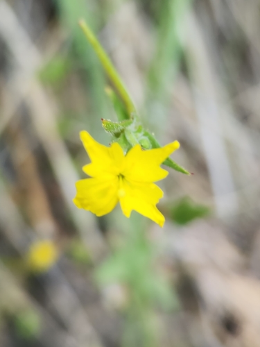 San Bernardino suncup (Camissoniopsis confusa)