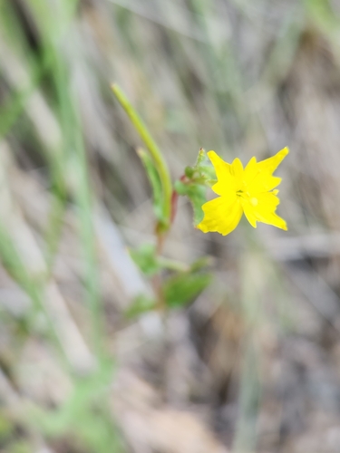 Image of Camissoniopsis confusa by no rights reserved