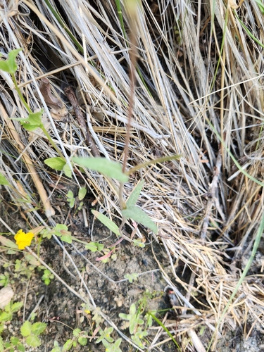 Image of Camissoniopsis confusa by no rights reserved
