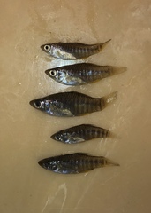 Fundulus xenicus