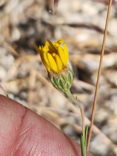 Image of Pentachaeta aurea by no rights reserved