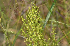 Artemisia campestris caudata