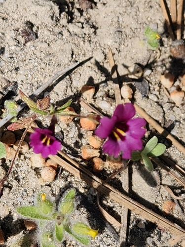 Image of Erythranthe diffusa by no rights reserved