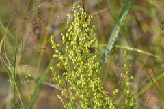 Artemisia campestris caudata
