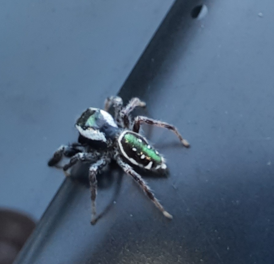 Golden Jumping Spider from Downtown Kansas City, Kansas City, MO, USA