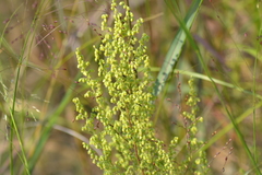 Artemisia campestris caudata