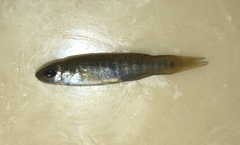 Fundulus pulvereus