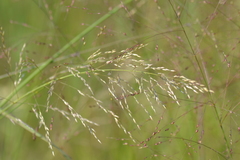 Sporobolus rigidus magnus