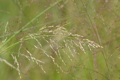 Sporobolus rigidus magnus