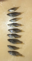 Fundulus xenicus