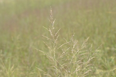 Sporobolus rigidus magnus