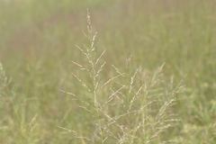 Sporobolus rigidus magnus