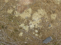 Neocicindela latecincta