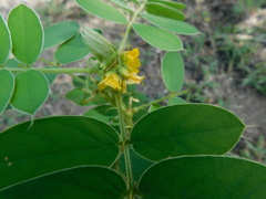Senna uniflora
