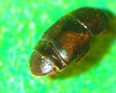 Colopterus truncatus