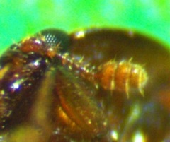 Colopterus truncatus