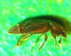 Colopterus truncatus