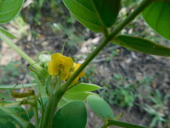 Senna uniflora