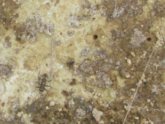 Neocicindela latecincta