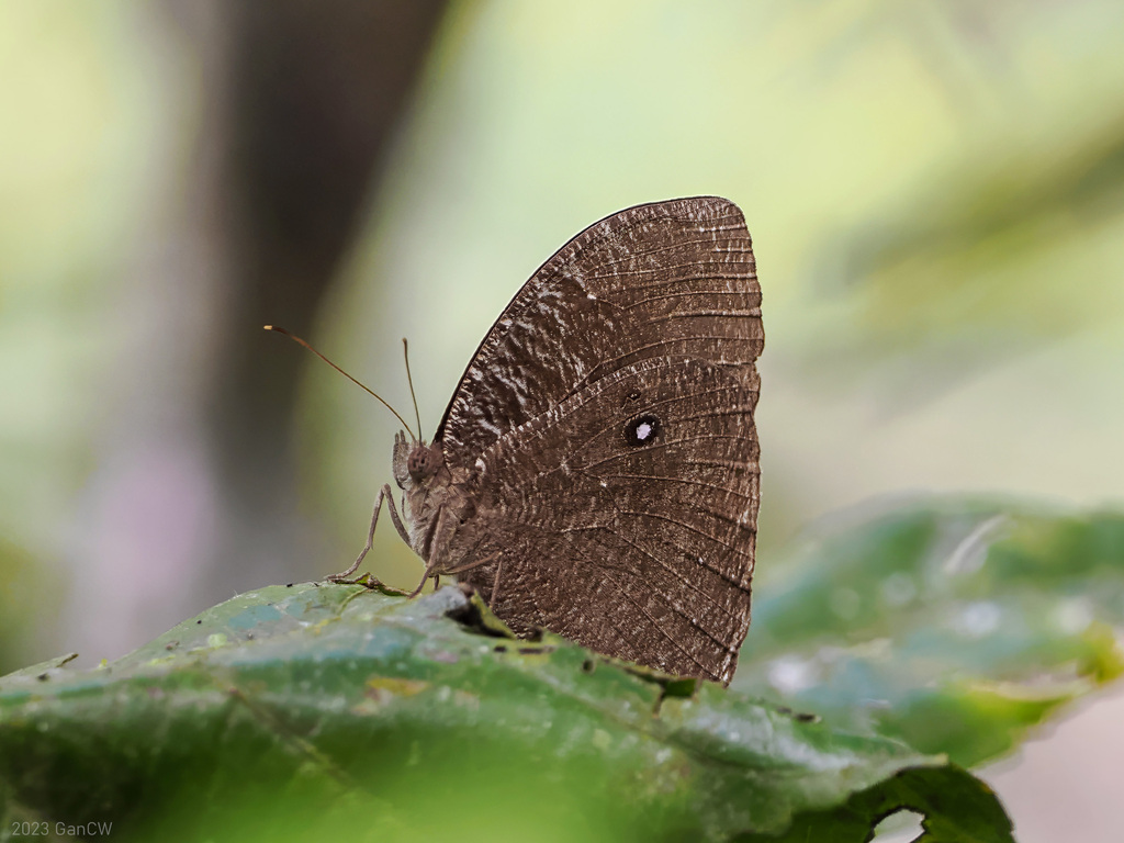 Common Celebean