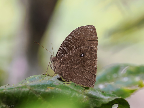 Common Celebean