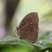 Common Celebean - Photo (c) Cheongweei Gan, some rights reserved (CC BY), uploaded by Cheongweei Gan