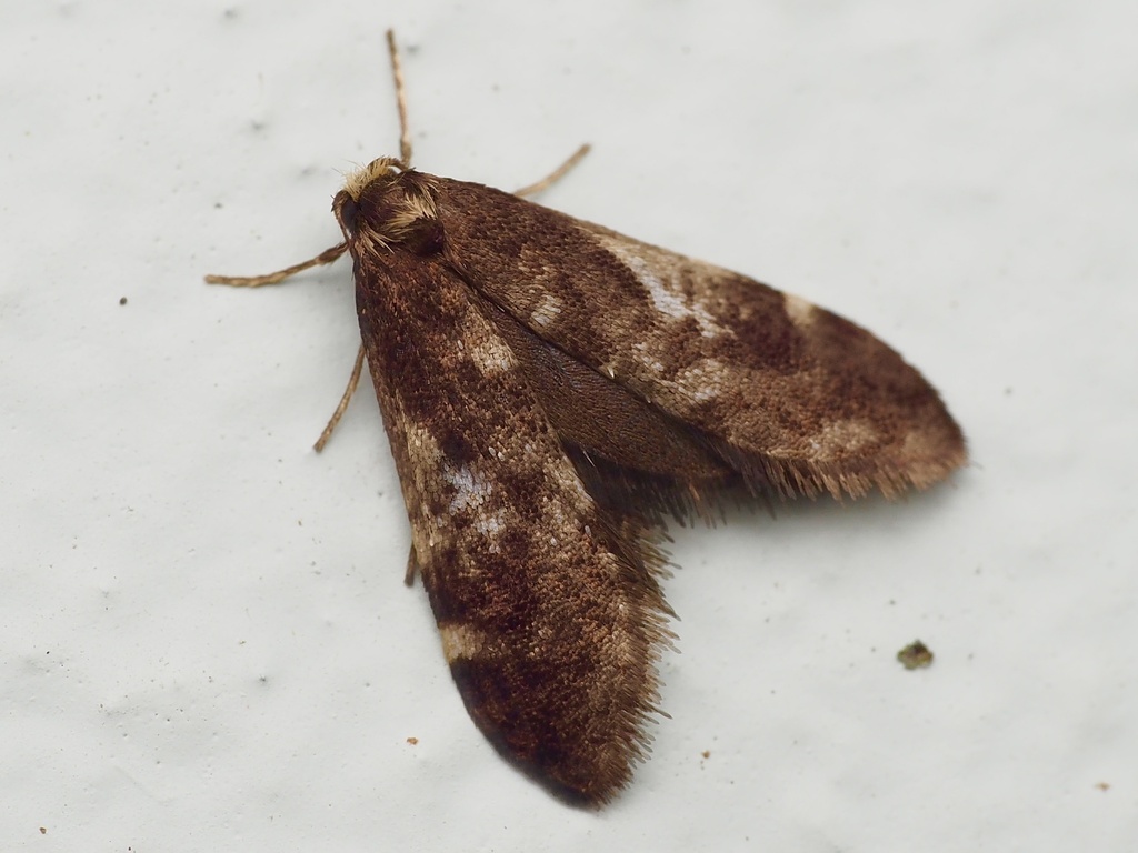 Lepidoscia lainodes