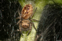 Metaphidippus albopilosus