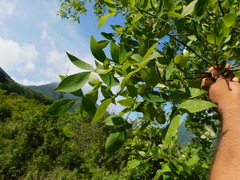 Fraxinus purpusii