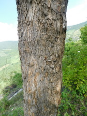 Fraxinus purpusii