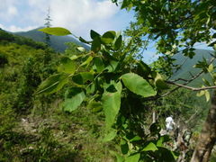 Fraxinus purpusii
