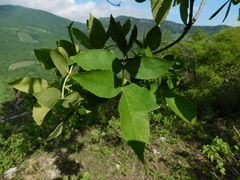 Fraxinus purpusii