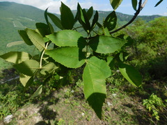 Fraxinus purpusii