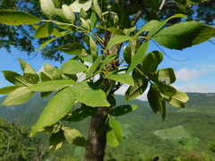 Fraxinus purpusii