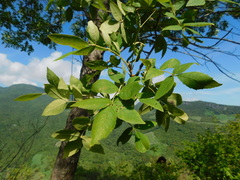 Fraxinus purpusii