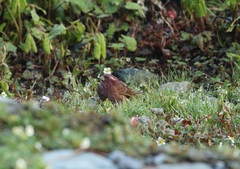 Carpodacus edwardsii rubicundus