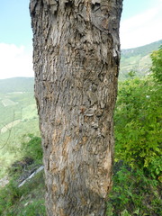 Fraxinus purpusii