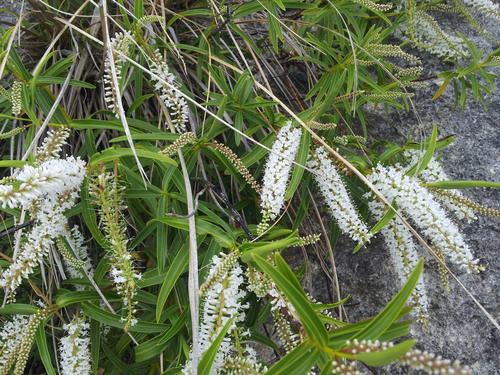 Veronica stenophylla Steud.
